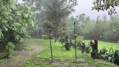 Şiddetli tropik yağmur mevsiminde özellikle öğleden sonraları ve akşamları yaygındır. Sarapiqui, yıllık 3464 mm 'lik yağış miktarı kaydeden bol yağmurlu bir iklime sahiptir..