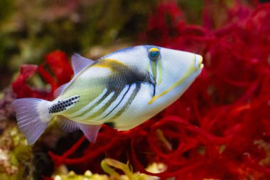 Kara çubuk tetikleyici balığı, Picasso tetikleyici balığı ya da Picassofish, Hindistan Pasifik bölgesindeki resiflerde 30 cm uzunluğunda bir tetik balığıdır..