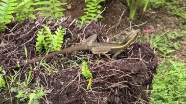 Kahverengi basilisk, Basiliscus vittatus, aynı zamanda doğal ortamdaki çizgili veya yaygın basilisk. Kosta Rika seferi. Doğadan vahşi yaşam sahnesi. 