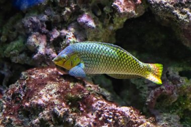 Halichoeres argus ya da Argus wrasse, Hindistan 'ın Batı Pasifik Okyanusu' nda Sri Lanka 'dan Fiji ve Tonga' ya, oradan da Tayvan 'ın kuzeyinden Avustralya' nın kuzeyine kadar uzanan bir tuzlu su türüdür.