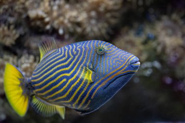 Balistapus undulatus, turuncu çizgili tetik balığı. Balistapus monotipik bir cins olmasına rağmen Balistoides cinsi ile yakından ilişkilidir. Yüksek kalite fotoğraf