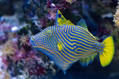 Balistapus undulatus, turuncu çizgili tetik balığı. Balistapus monotipik bir cins olmasına rağmen Balistoides cinsi ile yakından ilişkilidir. Yüksek kalite fotoğraf