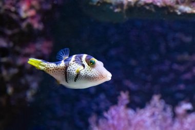 Valentins sivri burunlu puffer (ayrıca eyerli puf veya siyah eyerli toby olarak da bilinir) Tetraodontidae familyasından bir balık türü. Tropikal ve subtropikal sulara yaygın olarak dağıtılır..