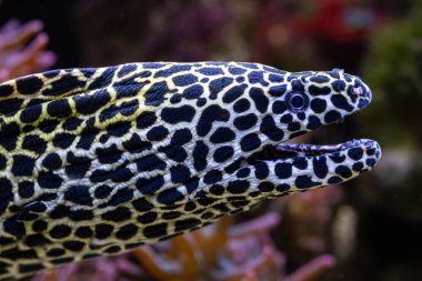 Bağlı moray, leopar moray, leopar moray, yılan balığı, tessellate veya bal peteği moray olarak da bilinir. Yüksek kalite fotoğraf