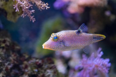 Canthigaster Solandri, yaygın olarak benekli sivri burun puförü olarak bilinir. Yırtıcılardan korunmak için kendini su balonu gibi hızla doldurma yeteneğine sahiptir. Derinin zehirli olduğu bilinir..