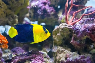 Çift renkli melek balığı bir deniz balığı türüdür. Bu melek balığının diğer isimleri şunlardır: Pasifik kaya güzelliği, oriole melek balığı, oriole cüce melek, mavi ve altın melek ve iki renkli melek..