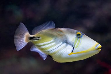 Kara çubuk tetikleyici balığı, Picasso tetikleyici balığı ya da Picassofish, Hindistan Pasifik bölgesindeki resiflerde 30 cm uzunluğunda bir tetik balığıdır..