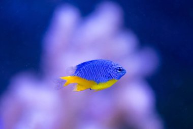 Kriptera hemisiyanea ya da kısaca gök mavisi, gök mavisi ya da yarı mavi küçük hanım olarak da bilinir. Hint Okyanusu ve Batı Pasifik 'e özgüdür.