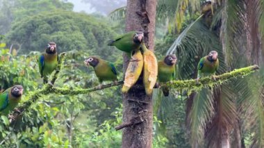 Kahverengi başlıklı papağan, Pyrilia haematotis, Psittacidae familyasından alt familya Arinae, doğal ortamdadır. Kosta Rika 'da kuş gözlemciliği. Doğadan vahşi yaşam sahnesi. 