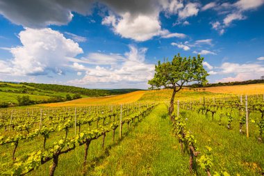 Bahar mevsimi boyunca Tuscany tepelerindeki bağ Val d 'Orcia' da.