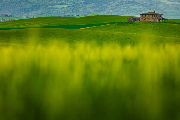 Зеленый Пейзаж Холмов Размытой Травой — стоковое фото