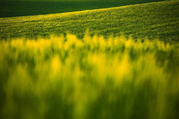 Groene Landschap Heuvels Met Wazig Gras — Stockfoto