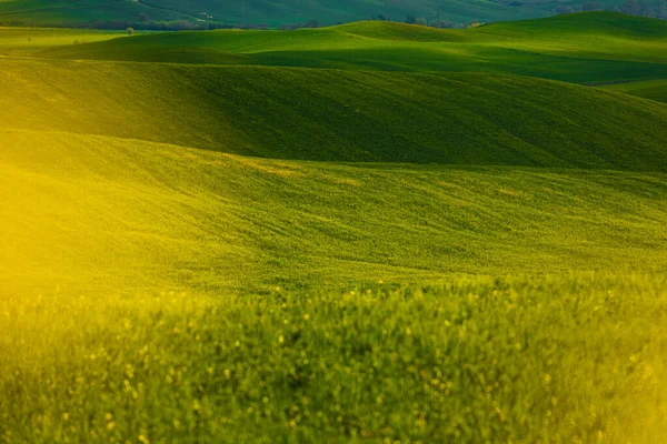 Grüne Hügel Mit Verschwommenen Blumen — Stockfoto