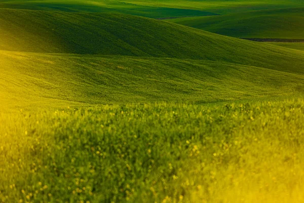 Zelená Krajina Kopce Rozmazanými Květy — Stock fotografie