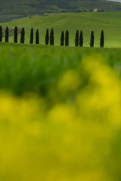 Verdi Colline Paesaggistiche Con Fiori Sfocati — Foto Stock