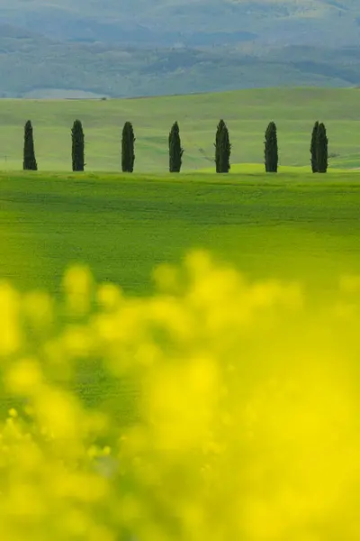 Grüne Hügel Mit Verschwommenen Blumen — Stockfoto