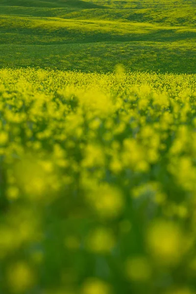 Zöld Táj Dombok Elmosódott Virágokkal — Stock Fotó