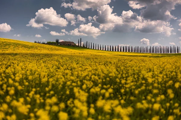 Poggio Covili Bauernhaus Umgeben Von Gelben Blumen Auf Dem Feld — Stockfoto
