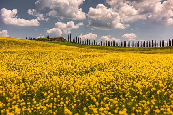 Poggio Covili Fazenda Arounded Por Flores Amarelas Campo — Fotografia de Stock