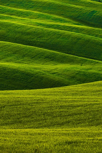 意大利托斯卡纳的绿地小山 — 图库照片