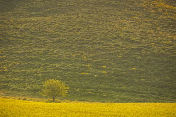 Pequena Árvore Colina Toscana Itália — Fotografia de Stock