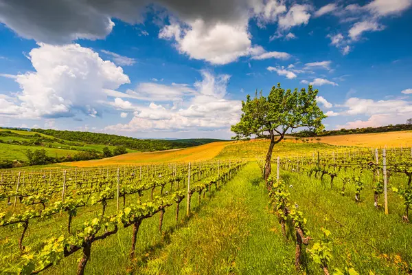 Vineyard Tuscany Hills Spring Season Val Orcia — Stock Photo, Image