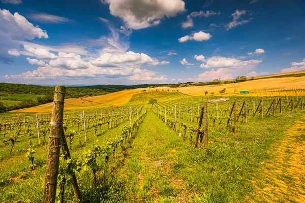 Bahar mevsimi boyunca Tuscany tepelerindeki bağ Val d 'Orcia' da.