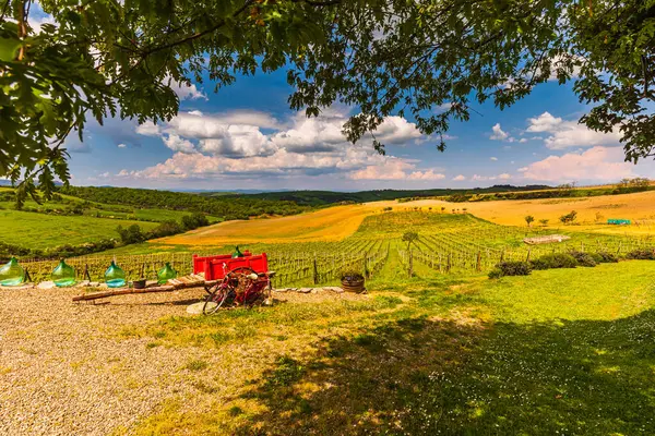 Wijngaard Toscaanse Heuvels Tijdens Het Voorjaarsseizoen Val Orcia — Stockfoto