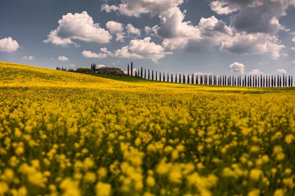 Poggio Covili Bauernhaus Umgeben Von Gelben Blumen Auf Dem Feld — Stockfoto