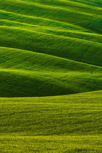 Grüne Hügel Der Toskana Italien Stockbild