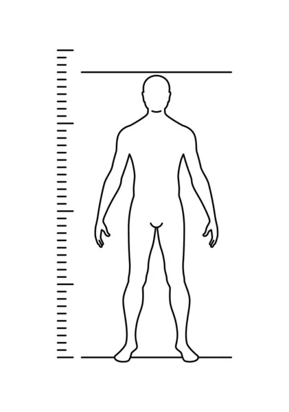 一个男人正面观点的矢量形象 高度测量 因白人背景而被隔离 — 图库矢量图片