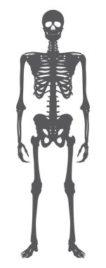 İnsan anatomisine vektör iskelet siluetleri. Beyaz arkaplanda izole.