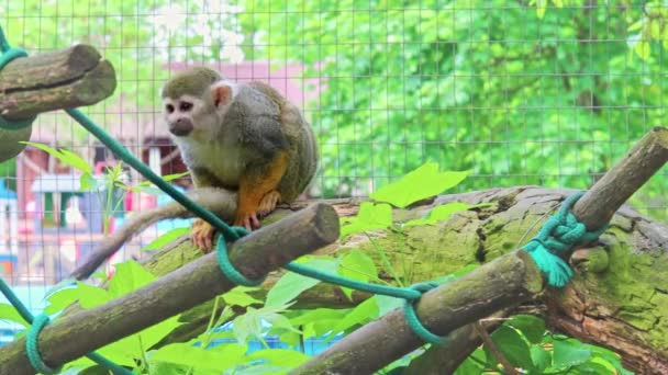 普通的松鼠宝宝猴子也被称为 Saimiri Sciureus 它坐在一棵树上环顾四周 — 图库视频影像