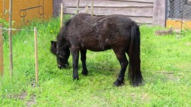 Midilli yeşil çimlerde otluyor. Yazın vahşi yaşam ve yeşil çimenler. Evcil hayvanlar için bedava çiftlik.