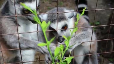 Çalılardan yaprak yiyen iki lemura yaklaş.