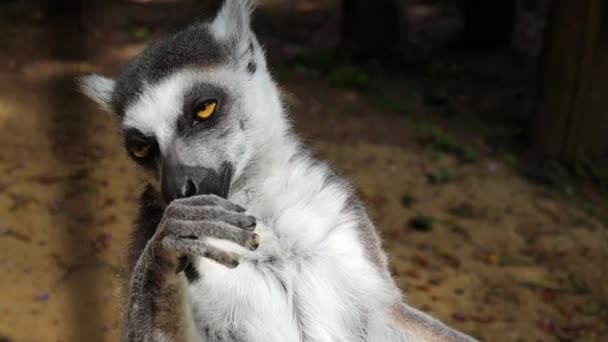 Pierścień Ogon Lemur Czyszcząc Jego Ffingers Liżąc Bliska Widok — Wideo stockowe