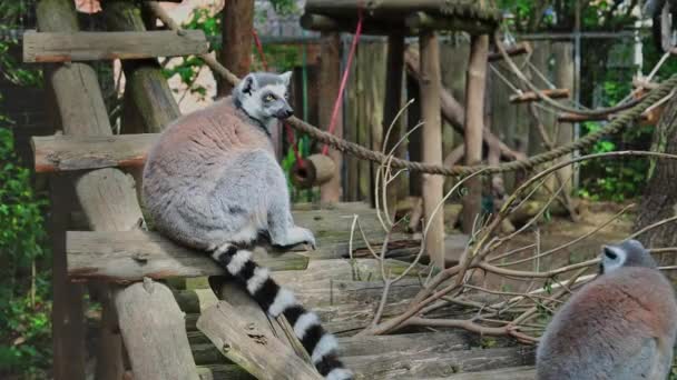 Lemur Sitzt Auf Der Treppe Gehege Neben Ihm Läuft Ein — Stockvideo