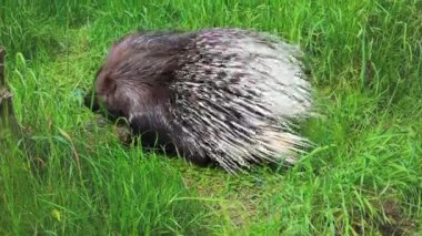İki ibikli kirpi otların arasında dinleniyor ve güneşin altında güneşleniyor. Kapat..