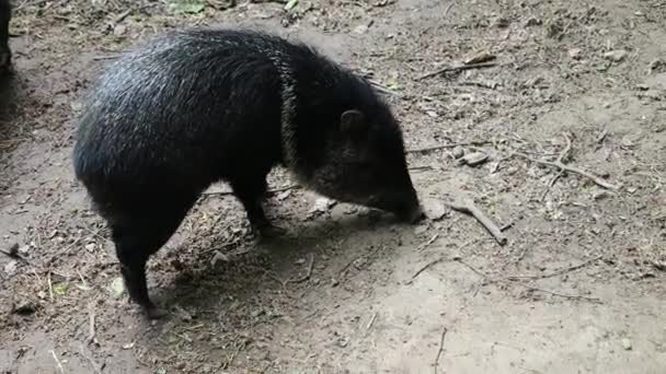 Halsbandpekarie Kleines Schwarzes Wildschwein Erkundet Die Gegend Auf Der Suche — Stockvideo