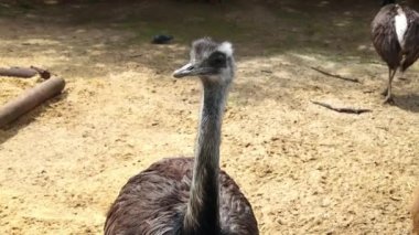 Nandu, büyük bir devekuşu, dikiliyor ve dikkatlice bakıyor.
