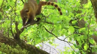 Kahverengi burunlu koati, sık yaprakların ortasında bir ağaca tırmanır.
