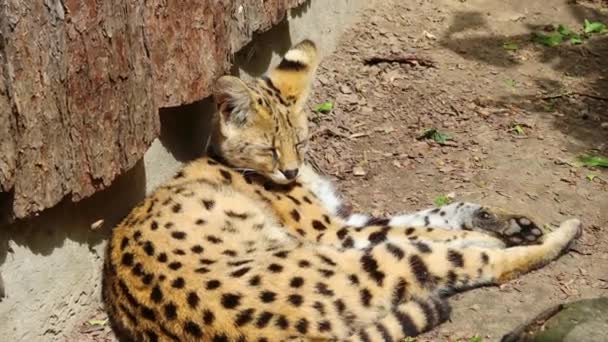 Serval Ένα Μικρό Αρπακτικό Από Την Οικογένεια Γάτα Βρίσκεται Ξεκουράζεται — Αρχείο Βίντεο