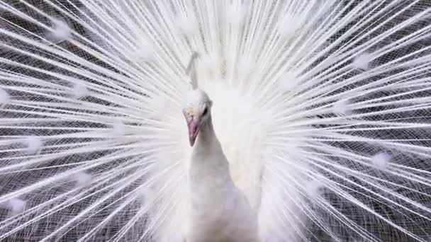 Den Vackra Vita Påfågeln Sprider Graciöst Sin Svans Och Vrider — Stockvideo