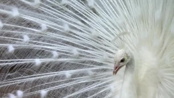 一只优雅的白色孔雀伸展着它的尾巴 转过头去 像扇子一样包裹着自己 — 图库视频影像