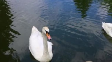 Güzel beyaz bir kuğu suda yüzer, mavi gökyüzünü yansıtır.