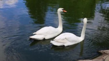 İki güzel kuğu, mavi gökyüzünü yansıtan suda zarifçe yüzerler.