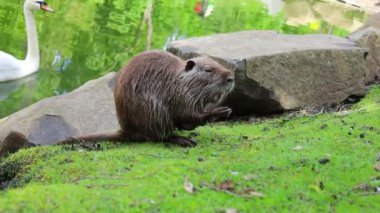 Kahverengi bir ceviz sudan çıktı ve bir erkek gibi pençeleriyle yıkadı.