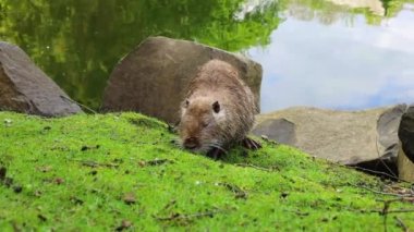 Kahverengi hindistan cevizi gölden çıktı ve yeşil çimlerde otlamaya gitti.