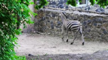 Zebra çit boyunca evlerin arasında şehrin etrafında yürüyor.