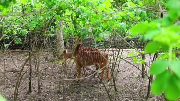 Nyala Waldantilopen Kleine Kudu Grasen Einem Wäldchen Holen Blätter Von — Stockvideo